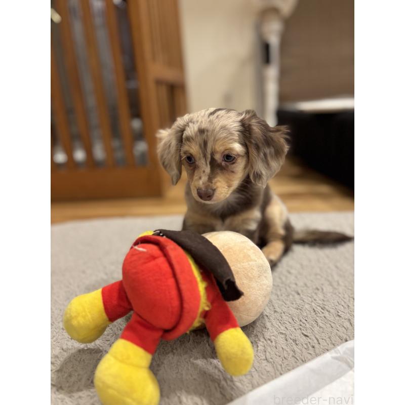 成約済の大分県のチワックス:チワワ×ミニチュアダックスフンド-438388の3枚目