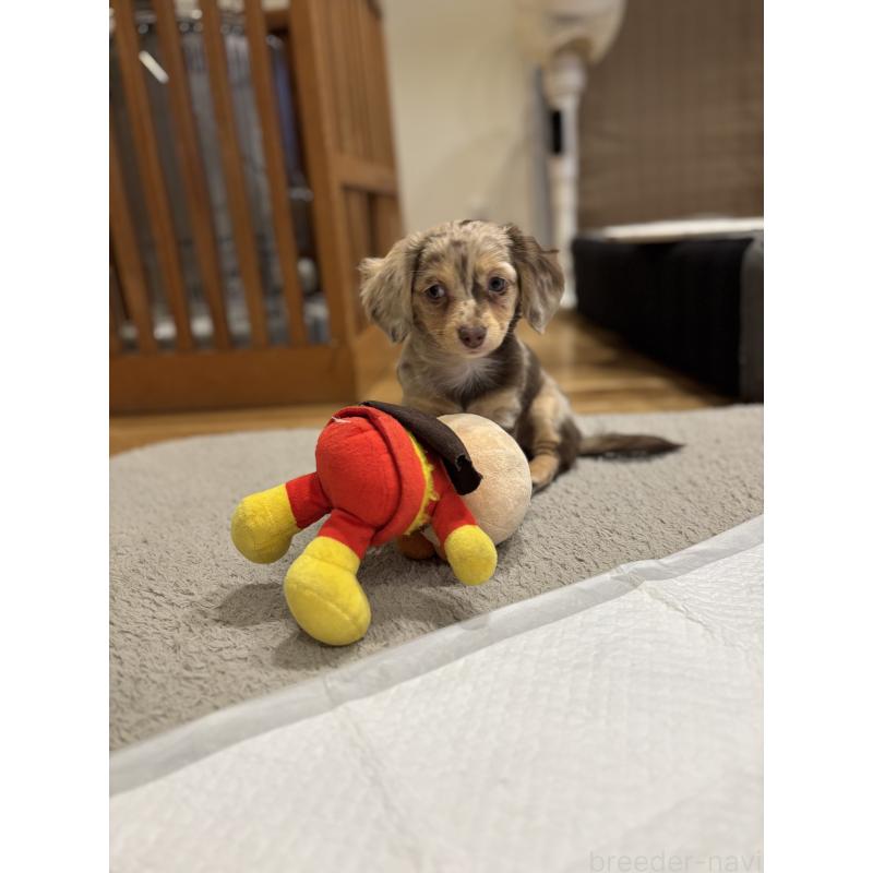 成約済の大分県のチワックス:チワワ×ミニチュアダックスフンド-438388の2枚目