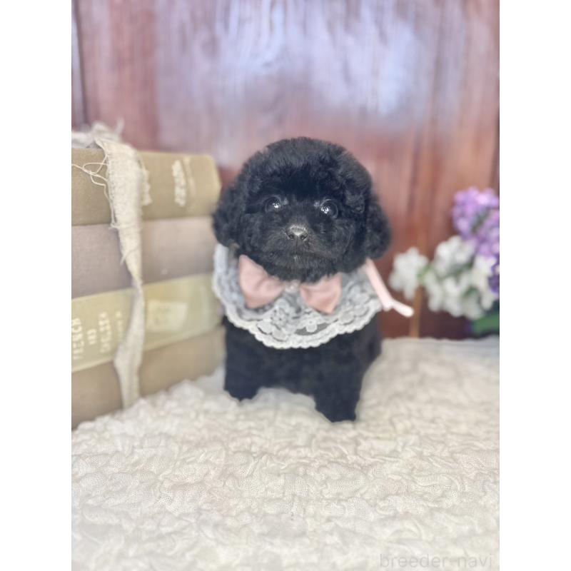 販売中の茨城県のタイニープードル-443028の9枚目