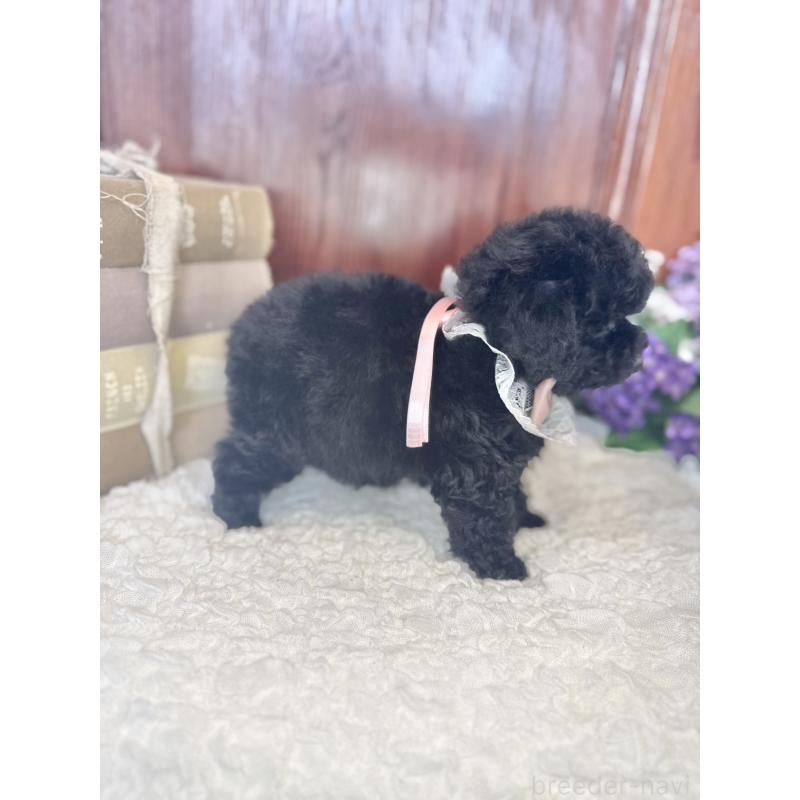 販売中の茨城県のタイニープードル-443028の8枚目