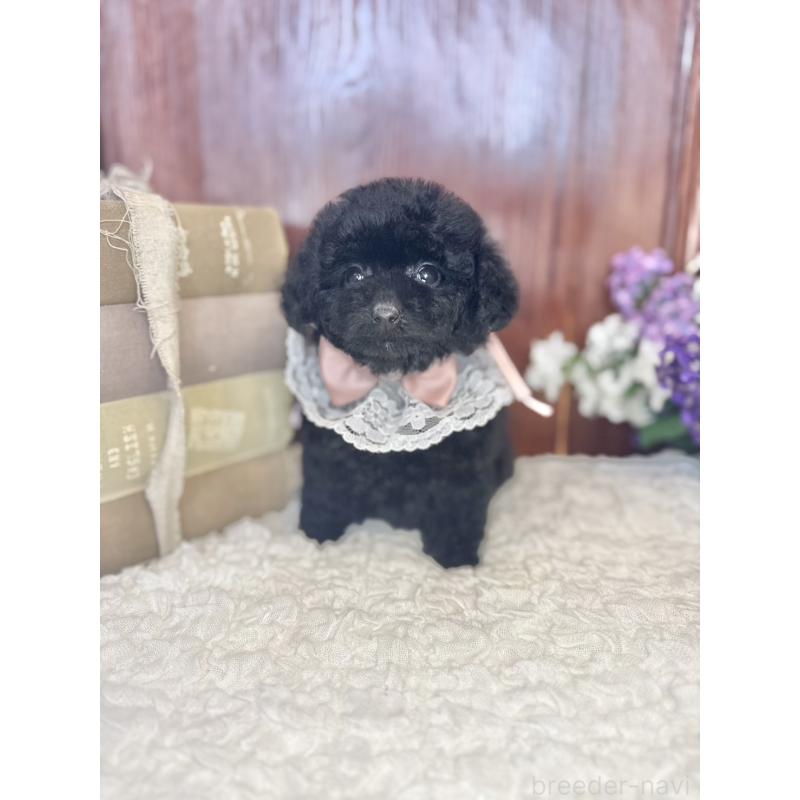 販売中の茨城県のタイニープードル-443028の6枚目