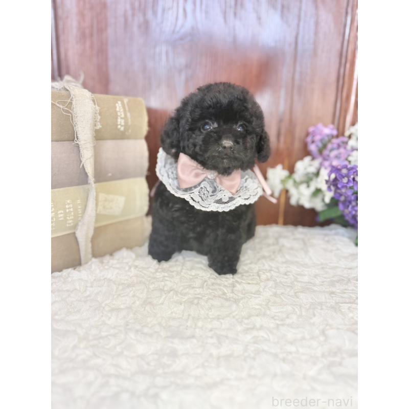 販売中の茨城県のタイニープードル-443028の5枚目