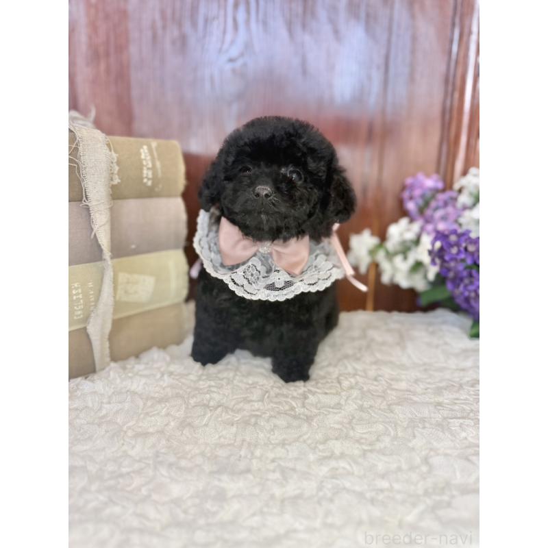 販売中の茨城県のタイニープードル-443028の4枚目