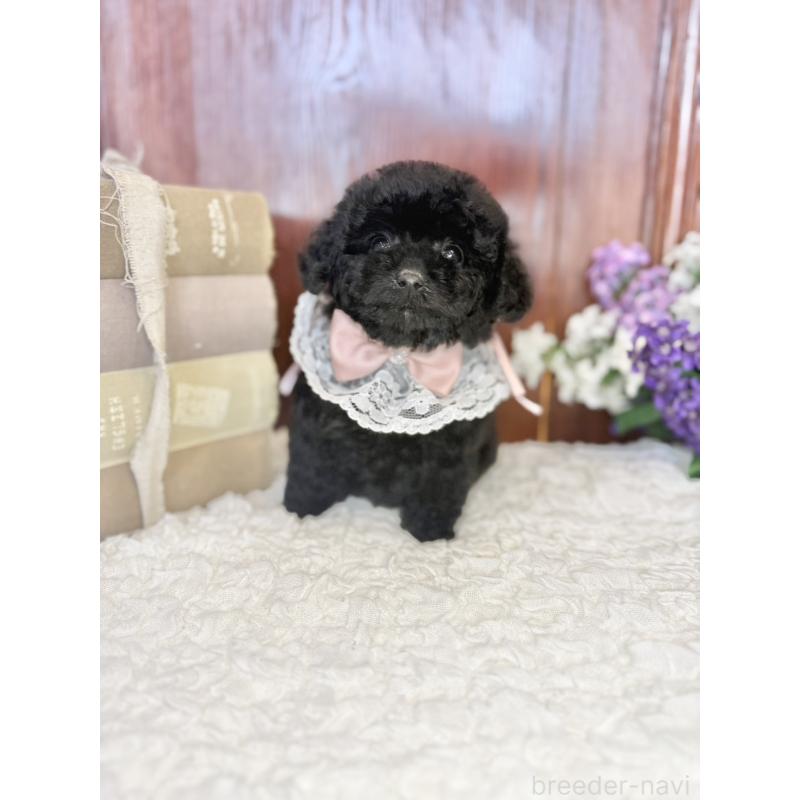 販売中の茨城県のタイニープードル-443028の3枚目