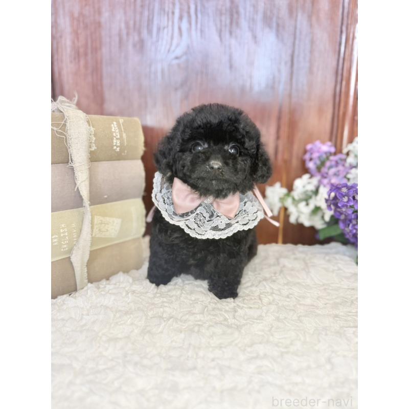 販売中の茨城県のタイニープードル-443028の2枚目