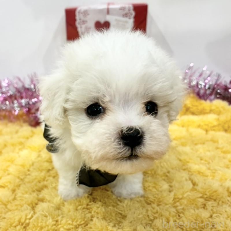 販売中の岐阜県のミックス犬-443030