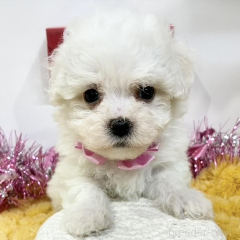 販売中の岐阜県のミックス犬-443031