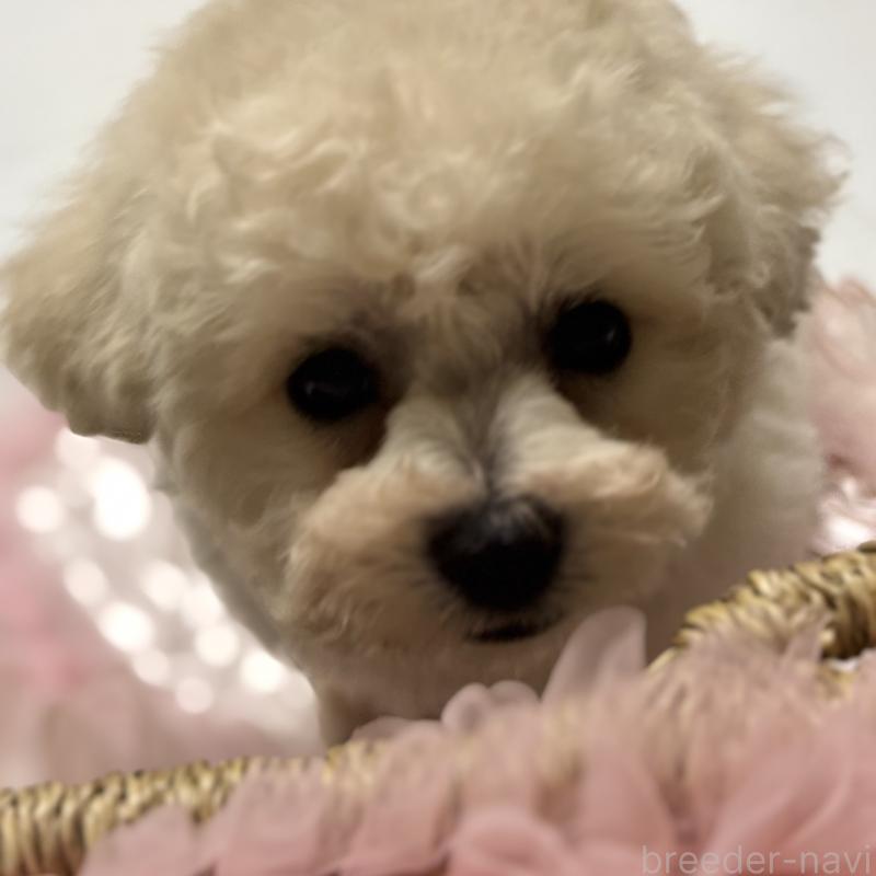 成約済の三重県のビションフリーゼ-440205の11枚目