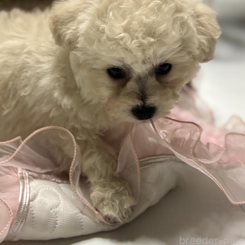 成約済の三重県のビションフリーゼ-440205の10枚目