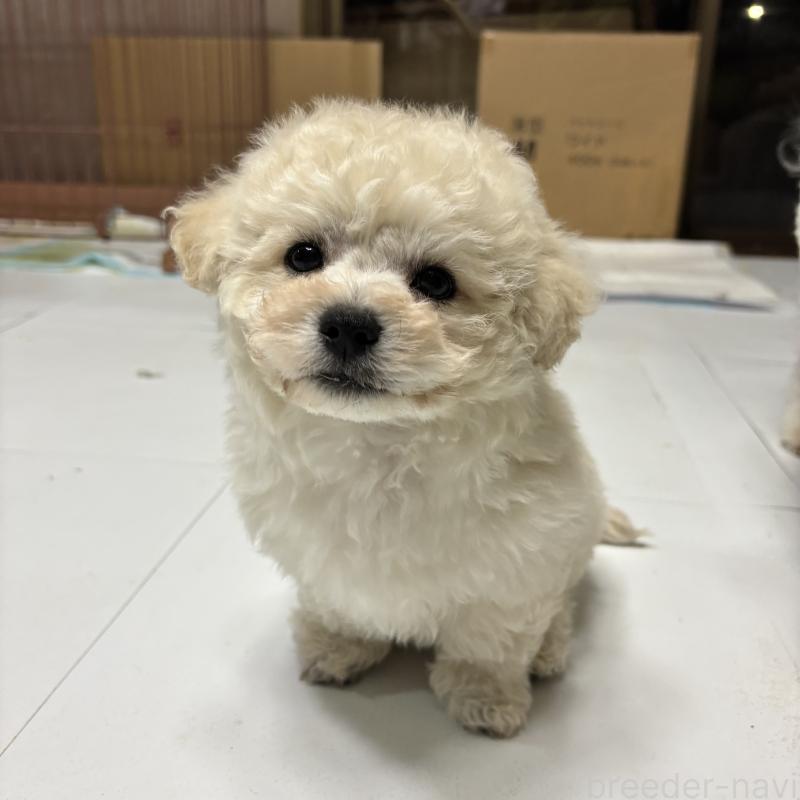 販売中の三重県のビションフリーゼ-440205