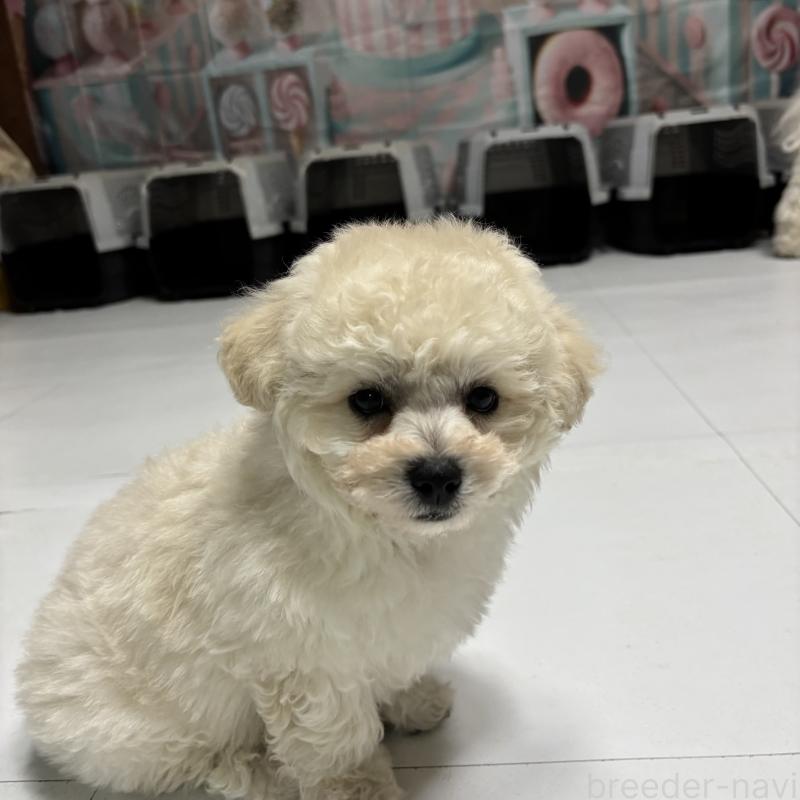 成約済の三重県のビションフリーゼ-440205の8枚目