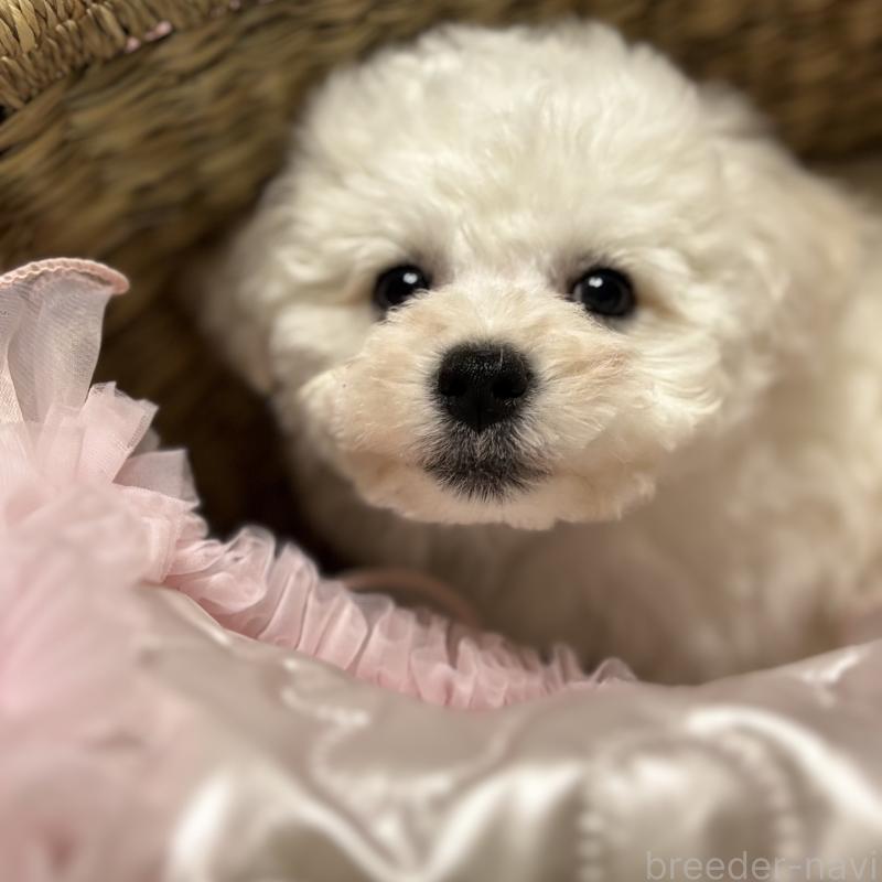 販売中の三重県のビションフリーゼ-440202