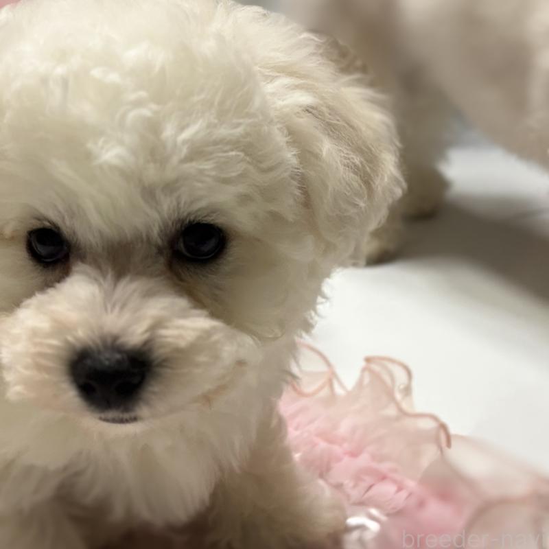 販売中の三重県のビションフリーゼ-440202の18枚目