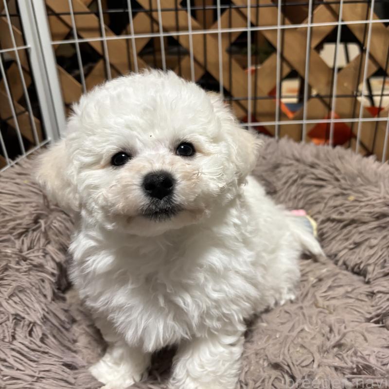 販売中の三重県のビションフリーゼ-440202の17枚目