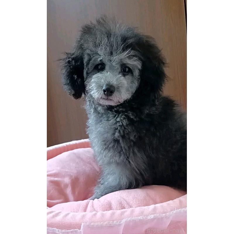 販売中の三重県のトイプードル-410266