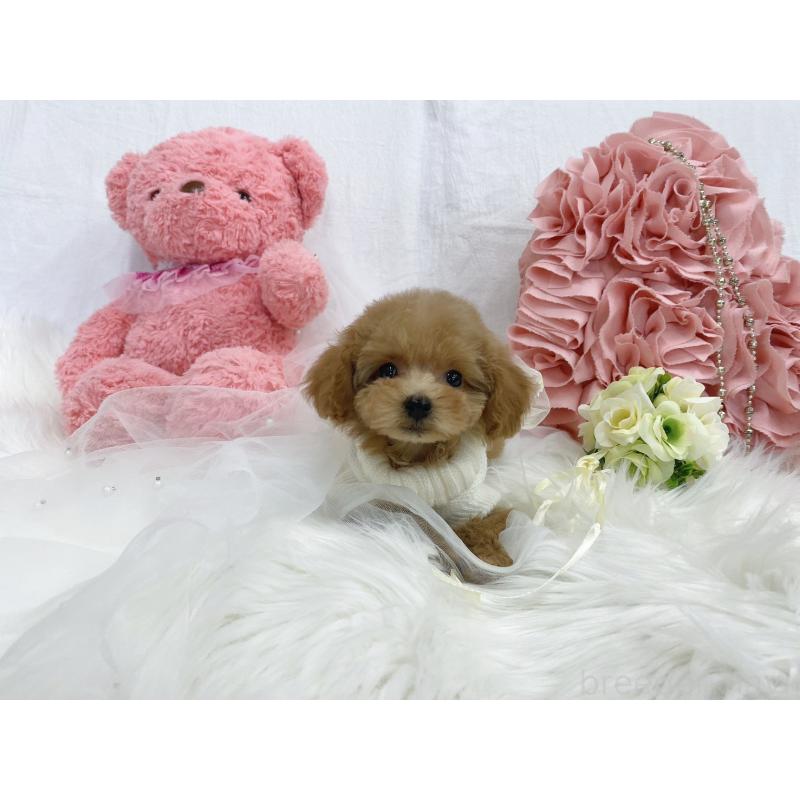 販売中の大阪府のティーカッププードル-440091の6枚目