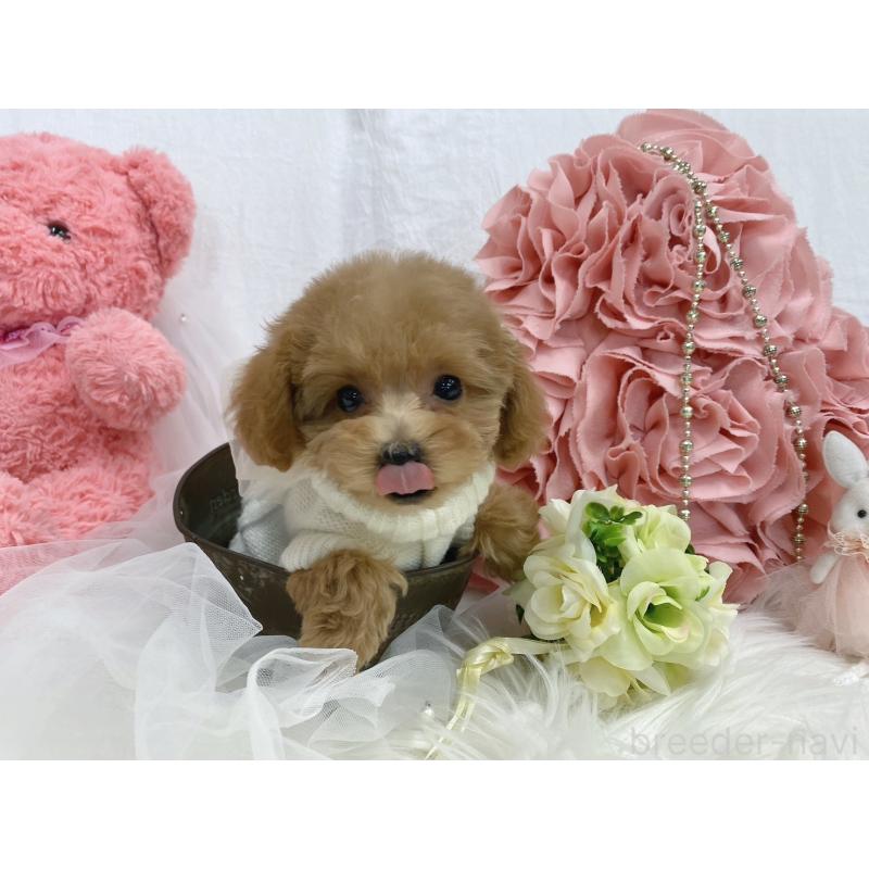 販売中の大阪府のティーカッププードル-440091の5枚目