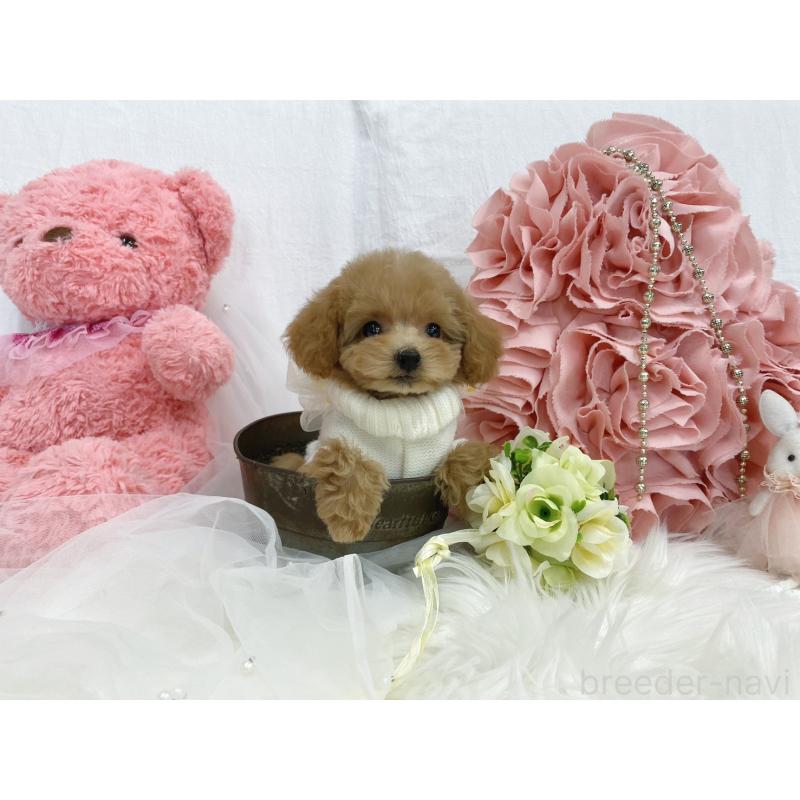 販売中の大阪府のティーカッププードル-440091の4枚目