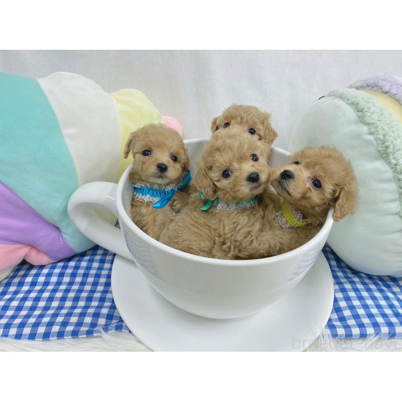 販売中の大阪府のタイニープードル-443037の6枚目