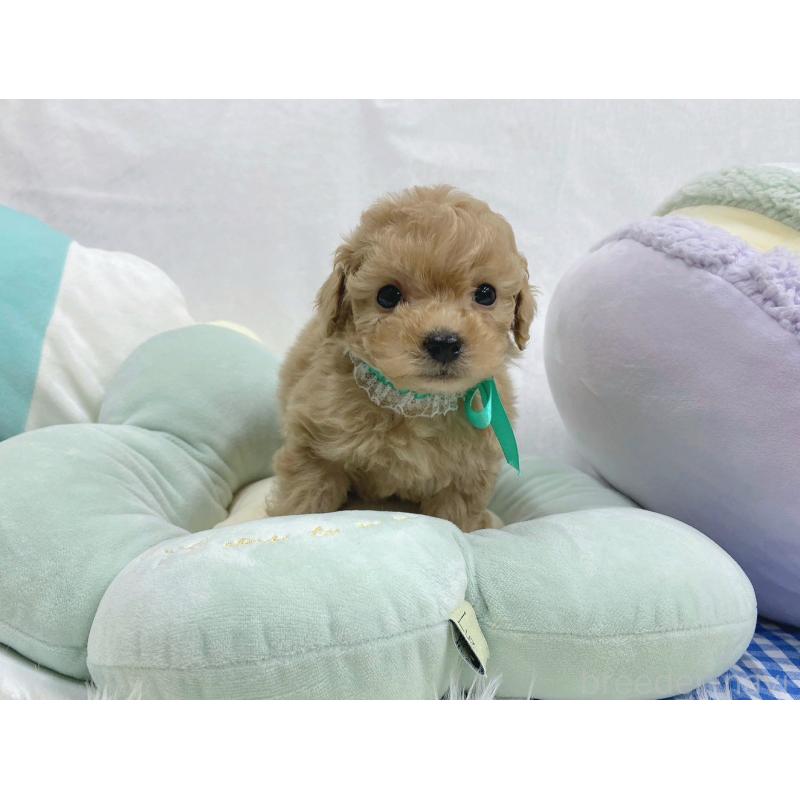 販売中の大阪府のタイニープードル-443037の4枚目