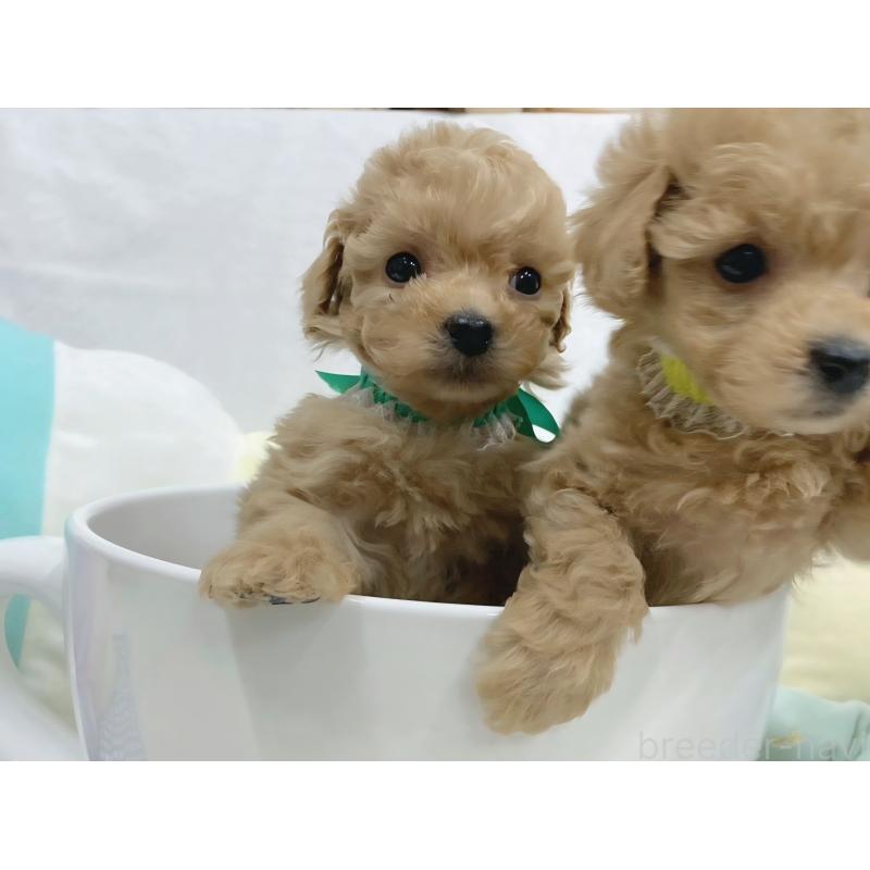 販売中の大阪府のタイニープードル-443037の3枚目