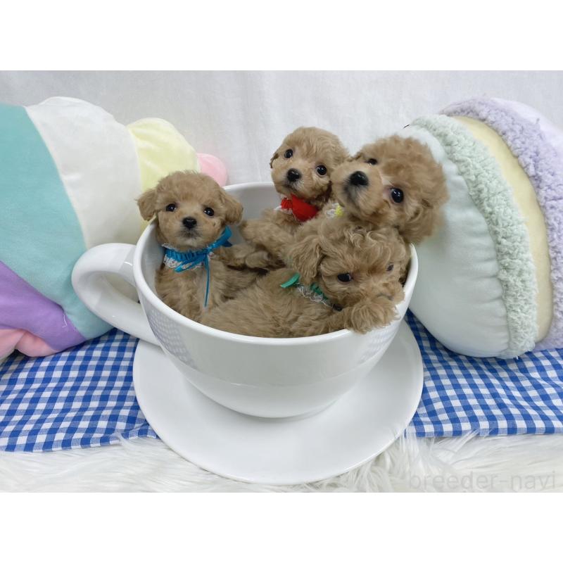 販売中の大阪府のタイニープードル-443038の6枚目