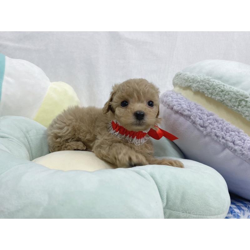 販売中の大阪府のタイニープードル-443038の4枚目