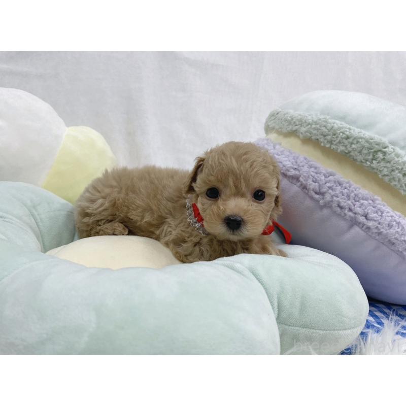 販売中の大阪府のタイニープードル-443038の3枚目