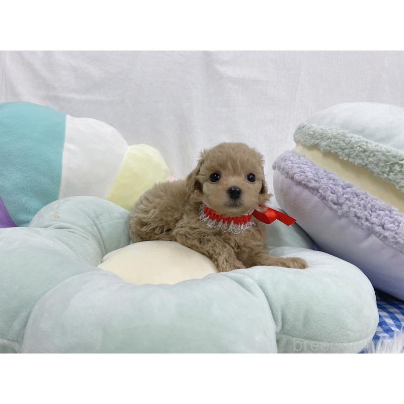 販売中の大阪府のタイニープードル-443038の2枚目