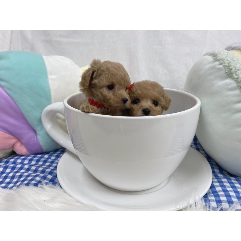 販売中の大阪府のタイニープードル-443039の5枚目