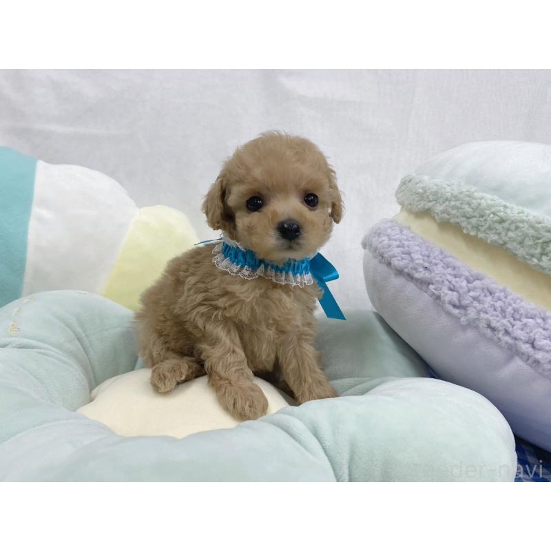 販売中の大阪府のタイニープードル-443039の3枚目