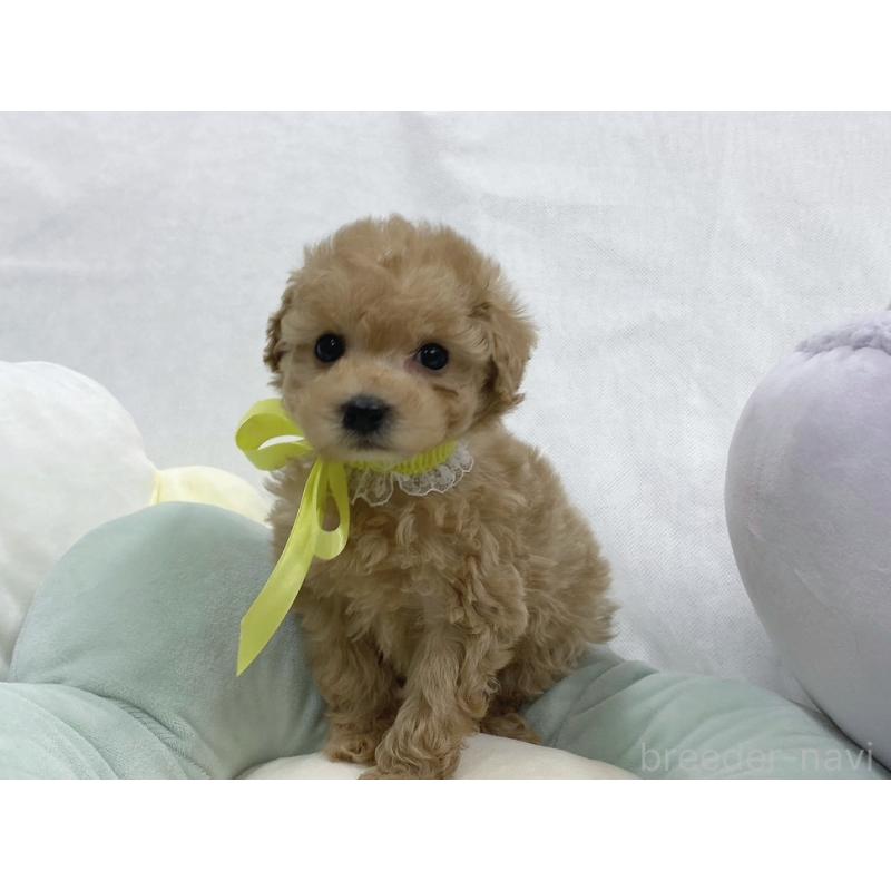 販売中の大阪府のタイニープードル-443040の6枚目