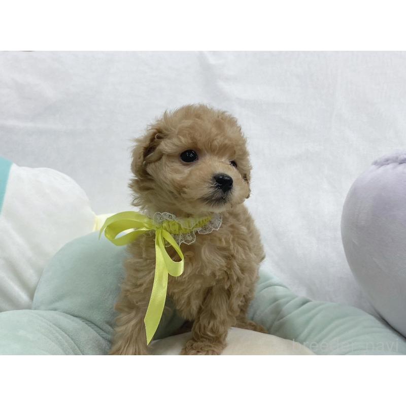 販売中の大阪府のタイニープードル-443040の5枚目