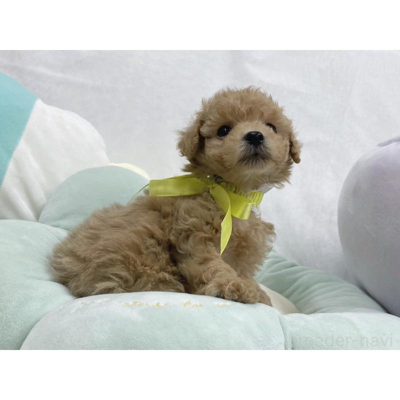 販売中の大阪府のタイニープードル-443040の4枚目