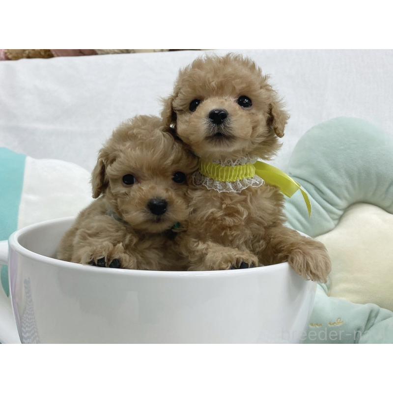 販売中の大阪府のタイニープードル-443040の3枚目