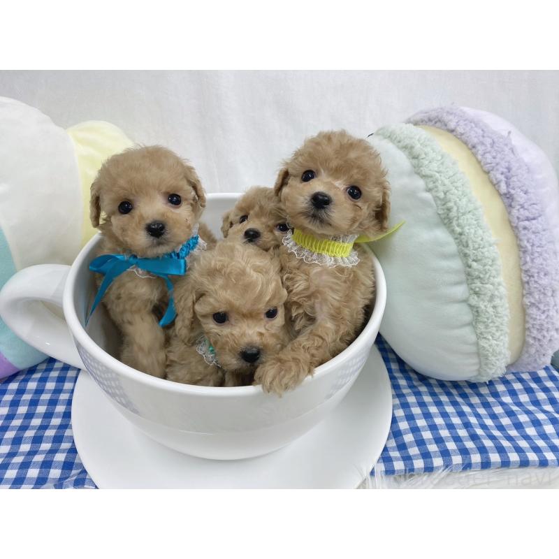 販売中の大阪府のタイニープードル-443040の2枚目