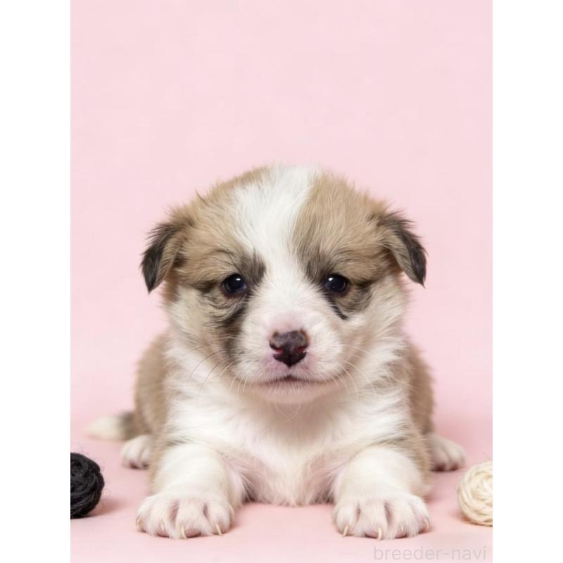 販売中の茨城県のウェルシュコーギーペンブローク-443041の4枚目