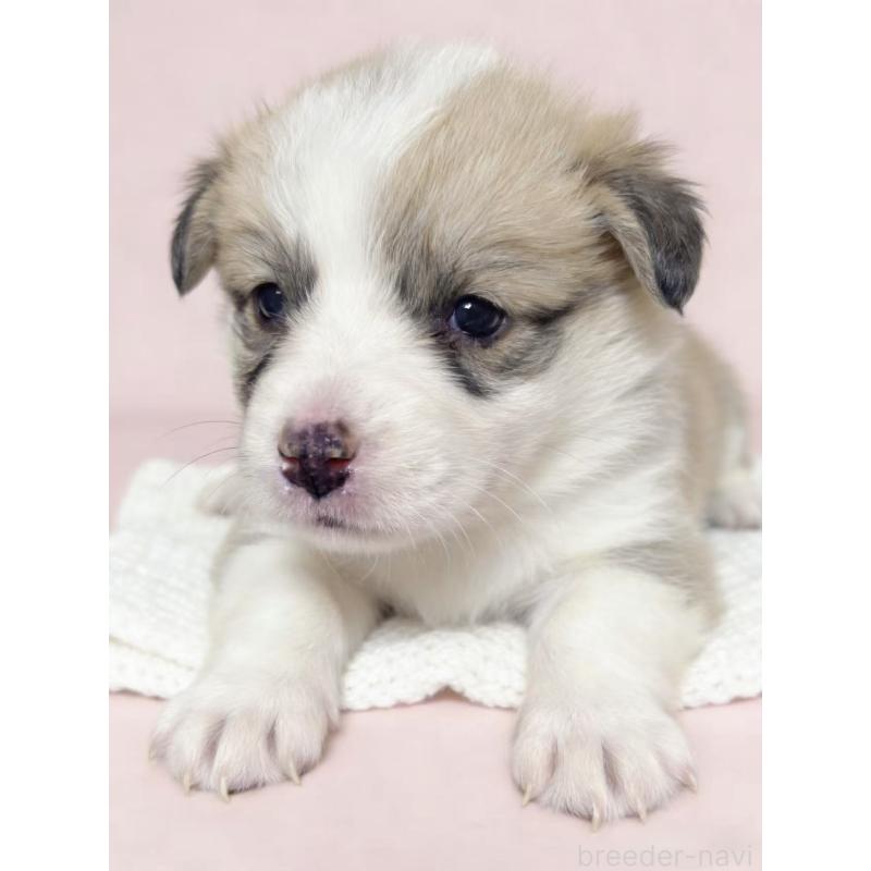 販売中の茨城県のウェルシュコーギーペンブローク-443041の3枚目