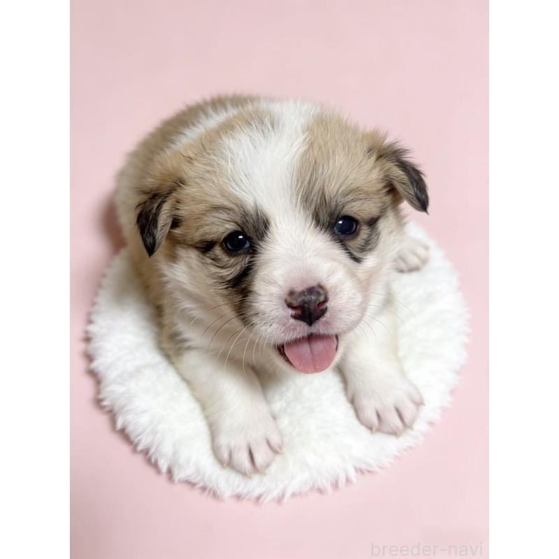 販売中の茨城県のウェルシュコーギーペンブローク-443041の1枚目