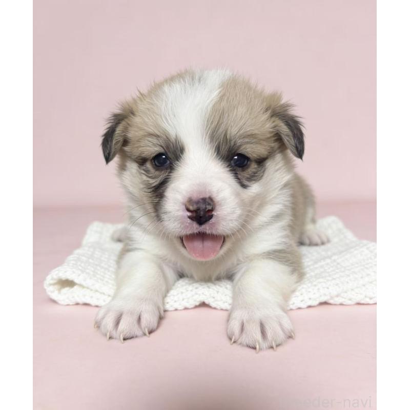 販売中の茨城県のウェルシュコーギーペンブローク-443041の2枚目