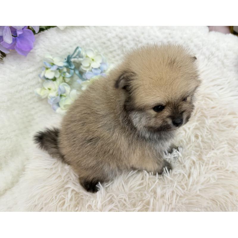 販売中の京都府のポメラニアン-443042の9枚目