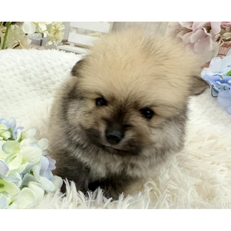 販売中の京都府のポメラニアン-443042の8枚目