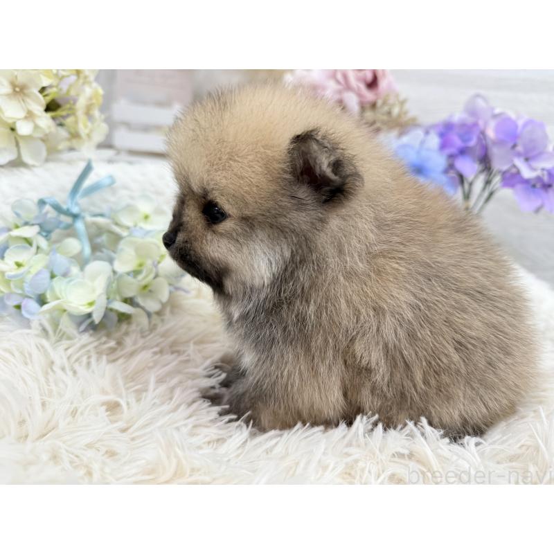 販売中の京都府のポメラニアン-443042の7枚目