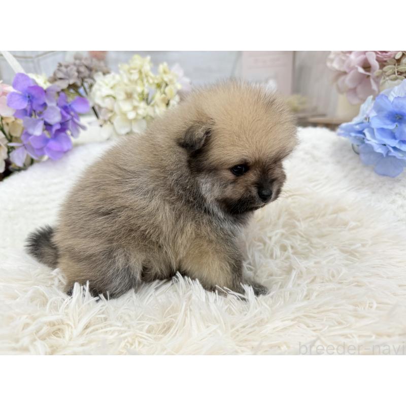 販売中の京都府のポメラニアン-443042の6枚目