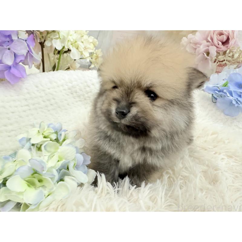 販売中の京都府のポメラニアン-443042の4枚目