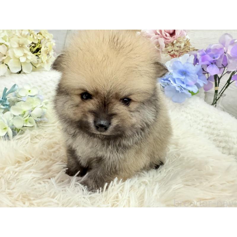 販売中の京都府のポメラニアン-443042の3枚目