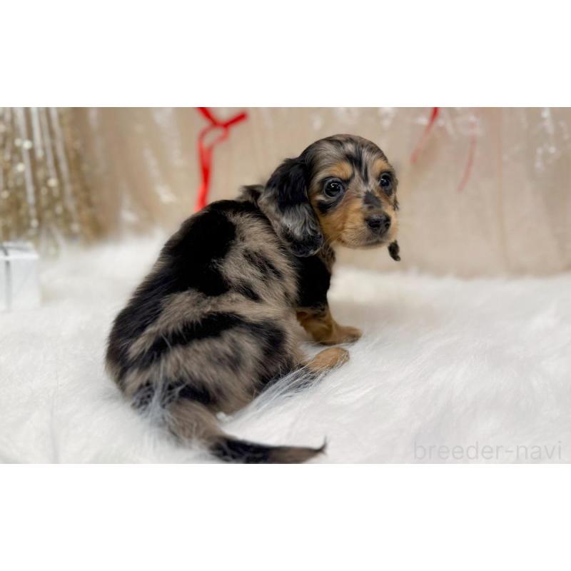 成約済の愛知県のミニチュアダックスフンド(ロングヘアード)-443043の4枚目