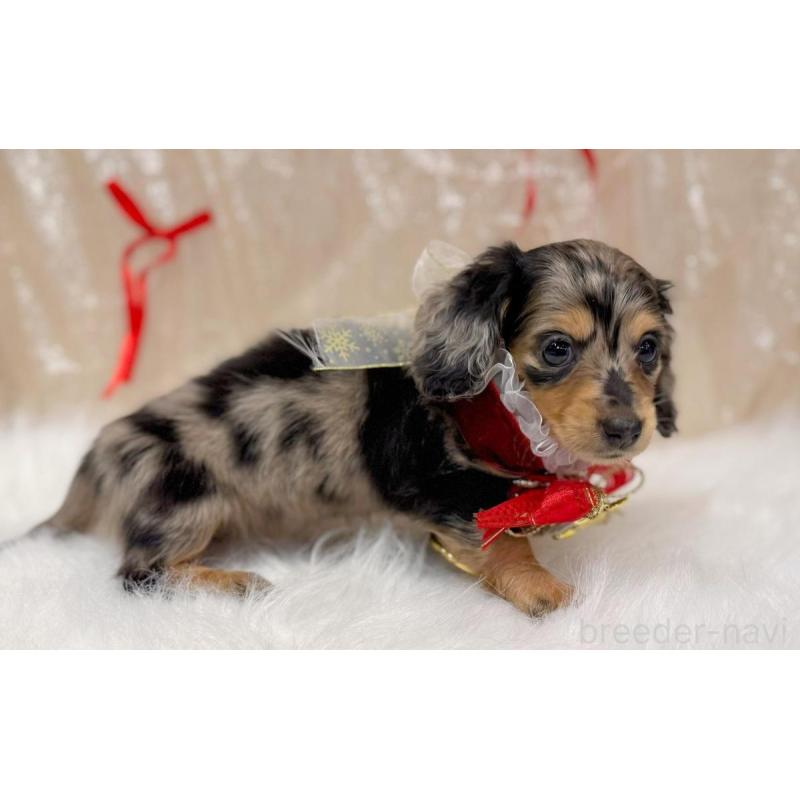 成約済の愛知県のミニチュアダックスフンド(ロングヘアード)-443043の2枚目