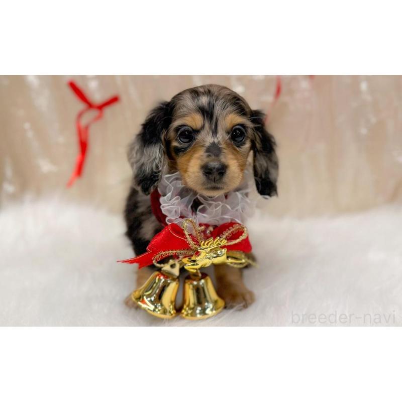 成約済の愛知県のミニチュアダックスフンド(ロングヘアード)-443043の3枚目