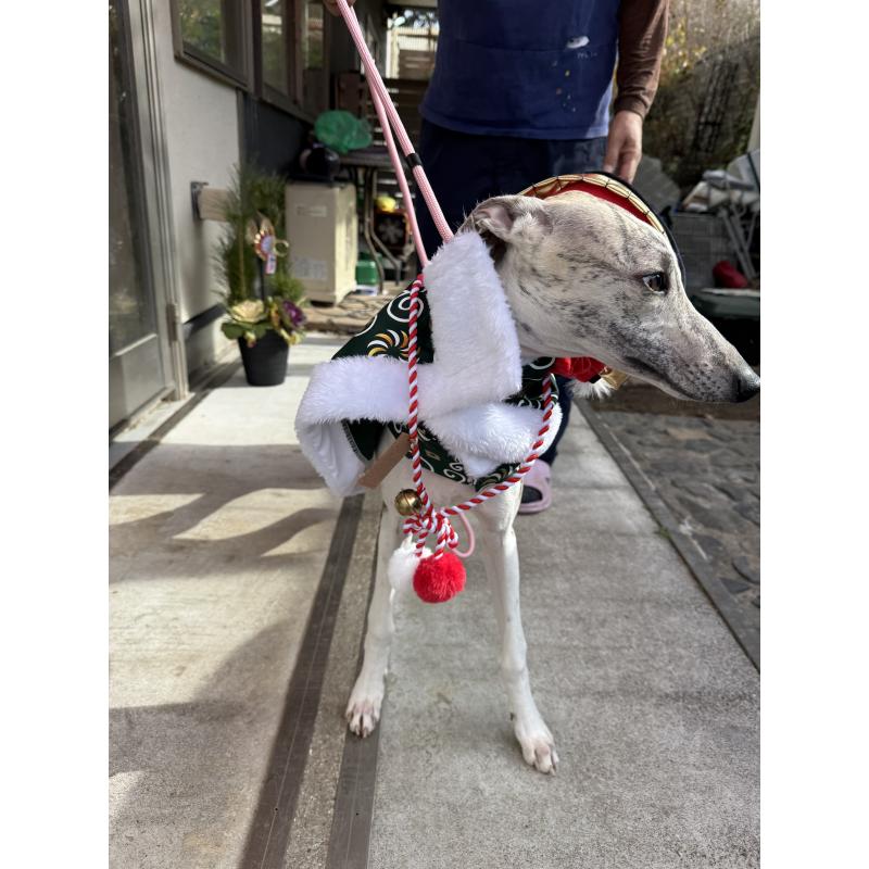 販売中の広島県のウィペット-404885の5枚目